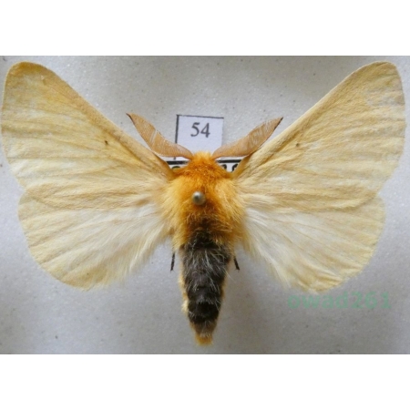 Lemonia taraxaci (Denis & Schiffermüller, 1775) male Ugorówka złotnica Czech54